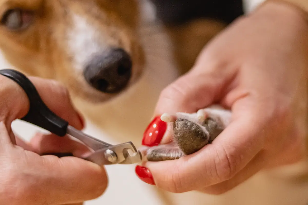 Köpek tırnak kesiminde dikkat edilmesi gerekenler