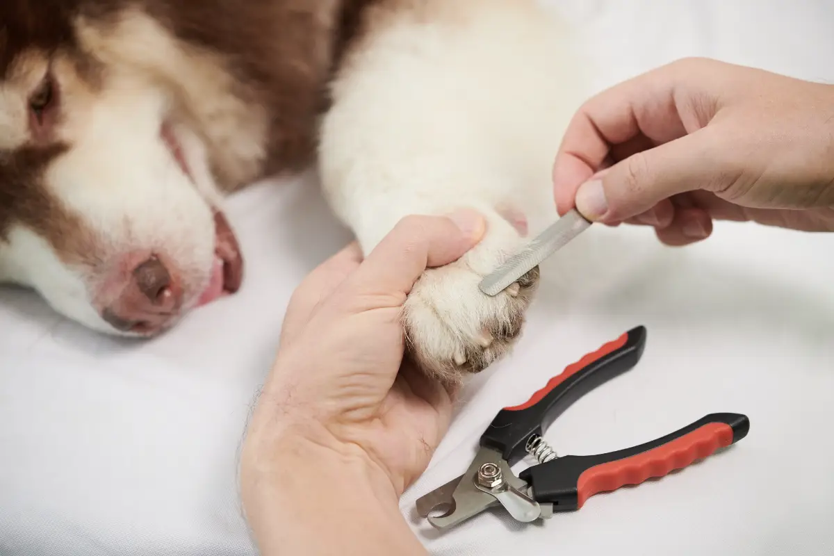 Köpeklerde tırnak kesimi