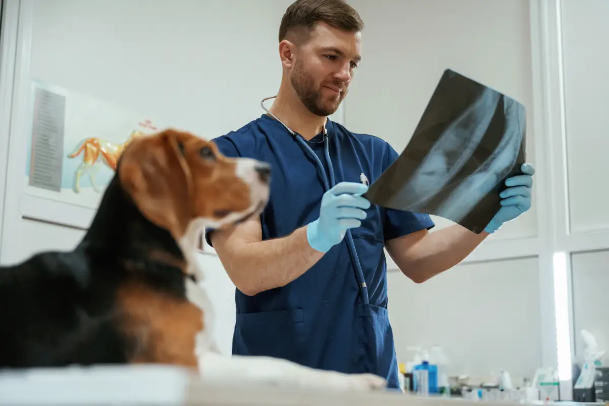 Köpeklerde kalça çıkığı nedenleri ve tedavisi