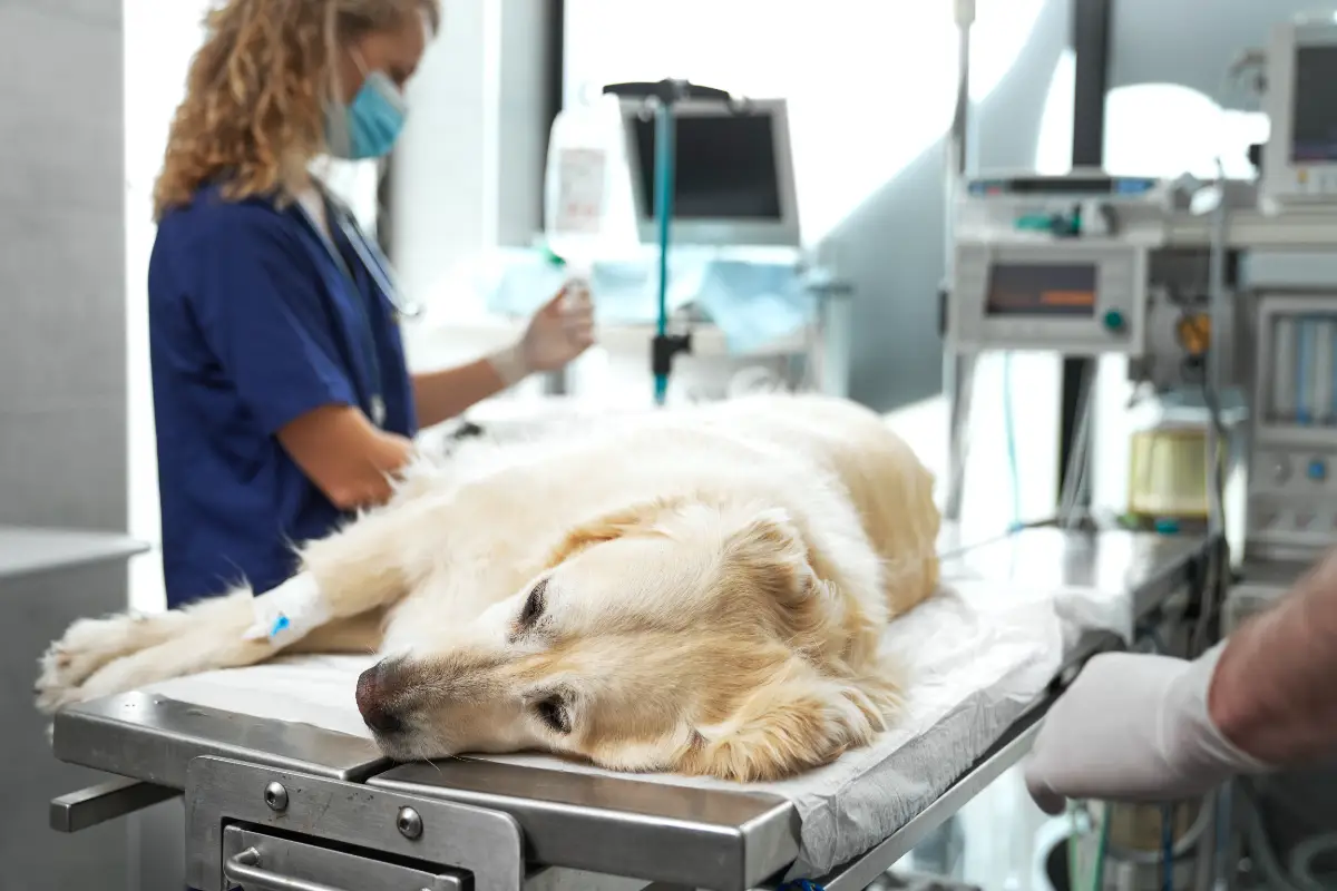 Köpeklerde kalça çıkığı neden olur?