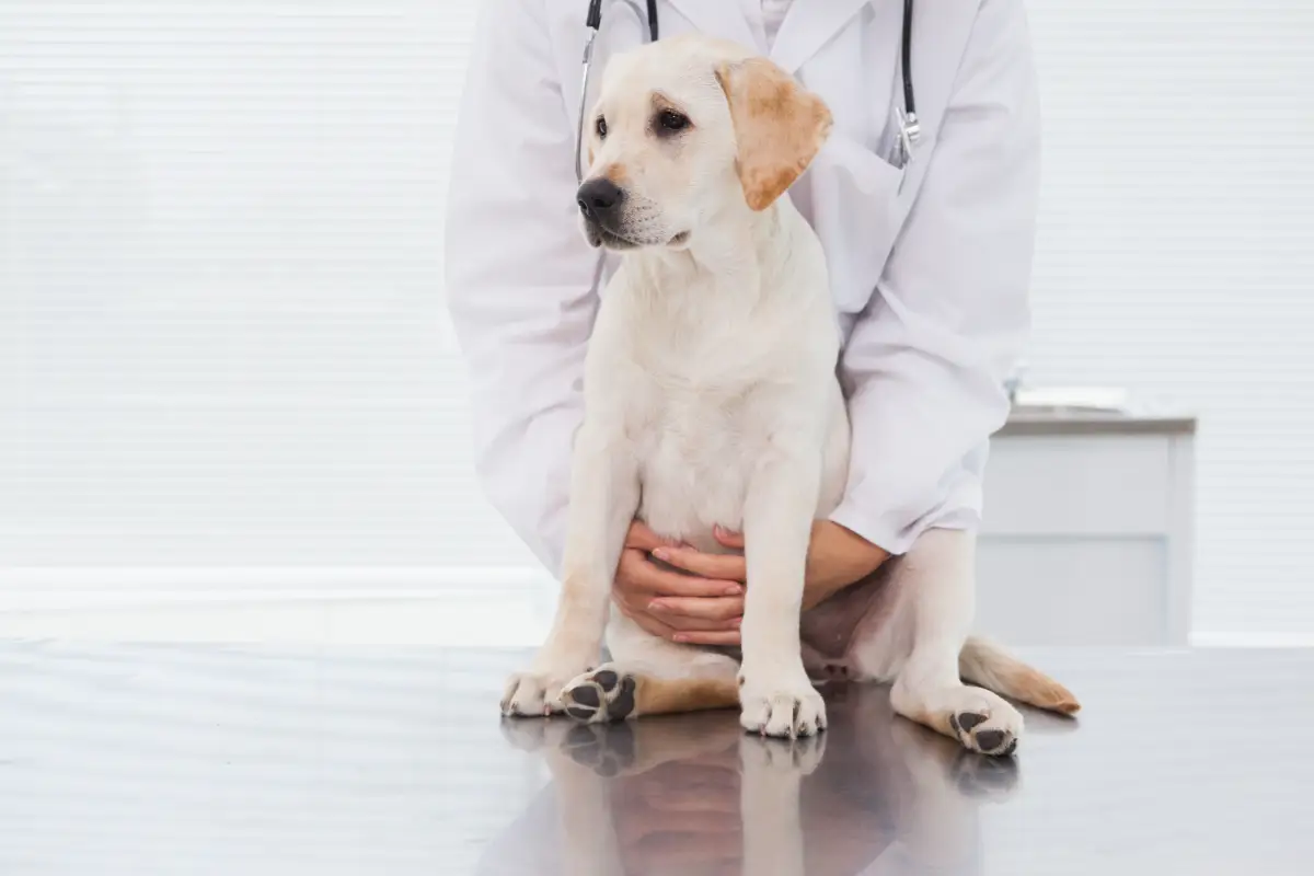 Veteriner ve köpek: kalça çıkığı muayenesi