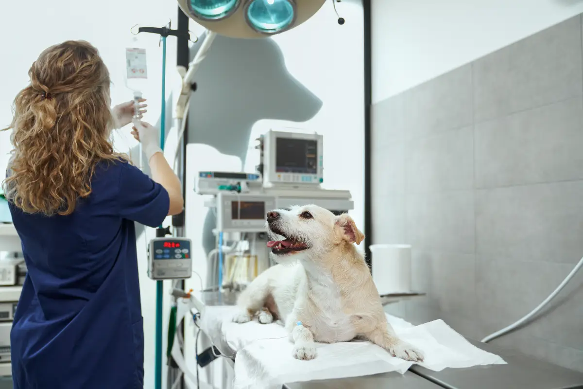 Köpek kalça çıkığı tedavisi