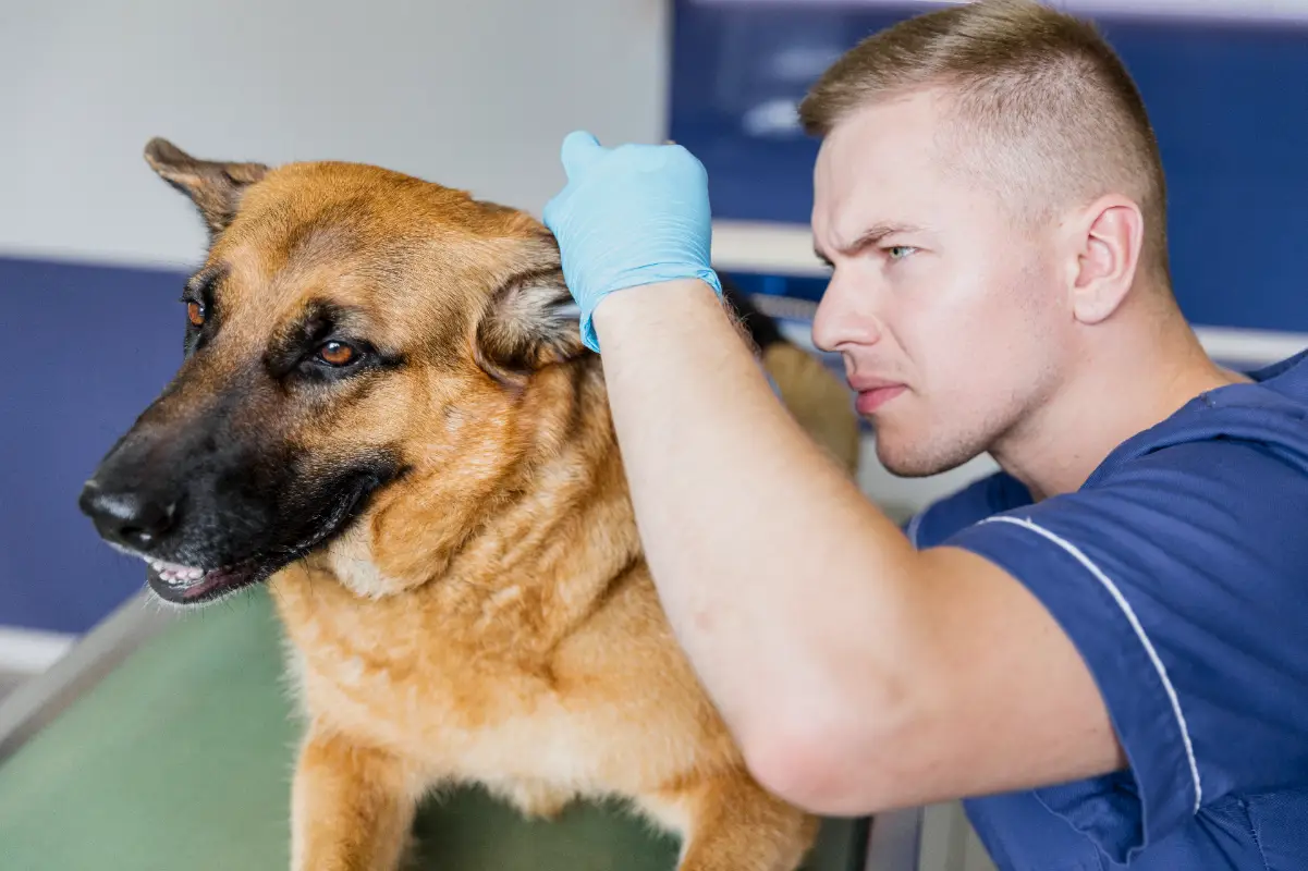 Köpeklerde kulak uyuzu belirtileri