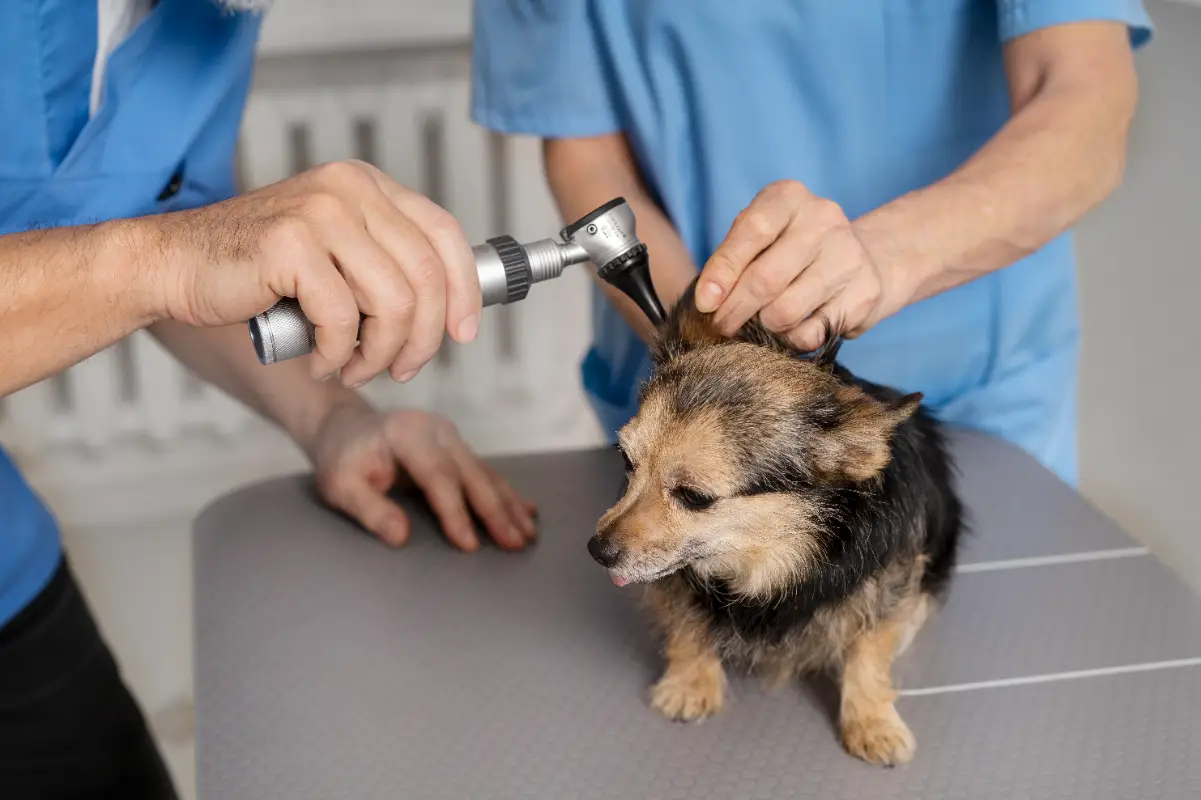 Köpek kulak uyuzu kontrolü