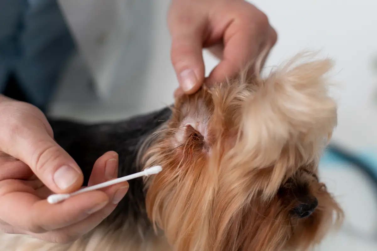 Köpeklerde kulak uyuzu