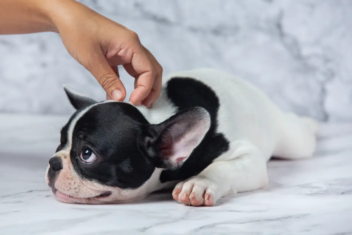 Köpeklerde kulak uyuzu belirtileri