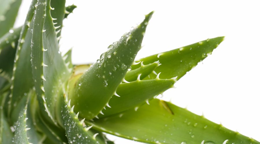 aloevera-table aloevera-table