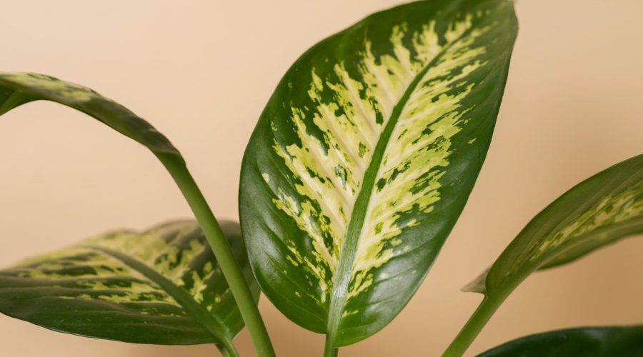 dumb-cane dumb-cane