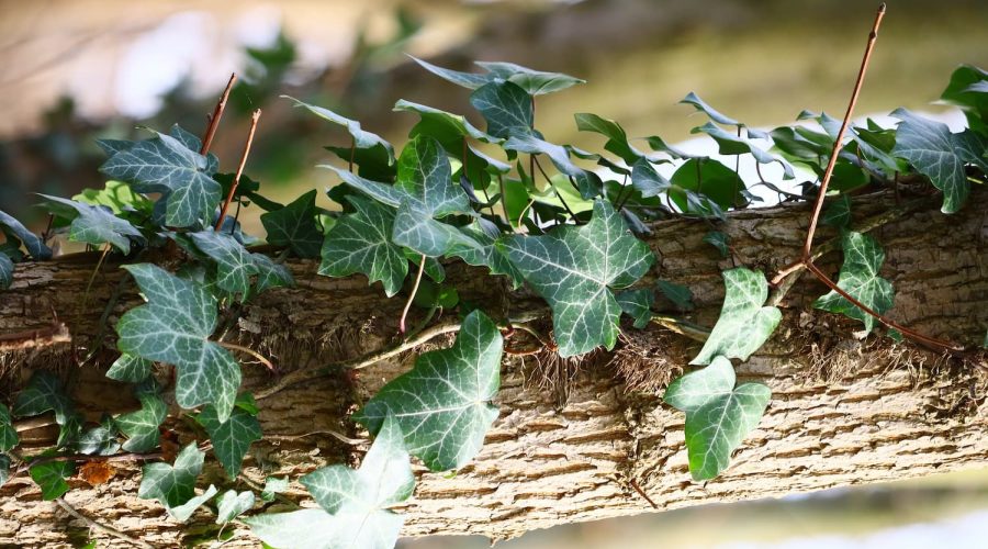 ivy-tree ivy-tree