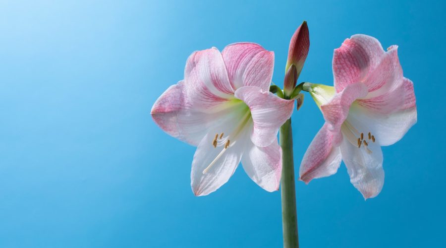 lily-flower-sky lily-flower-sky