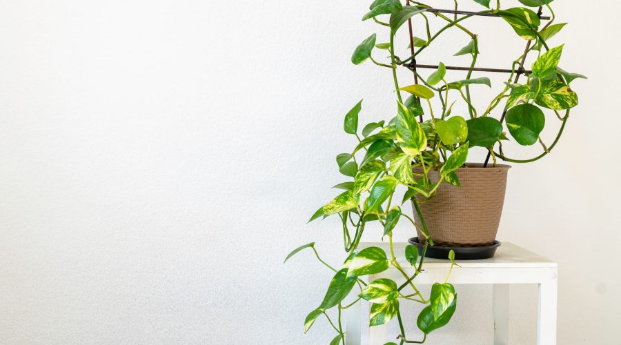 pothos-ivy pothos-ivy