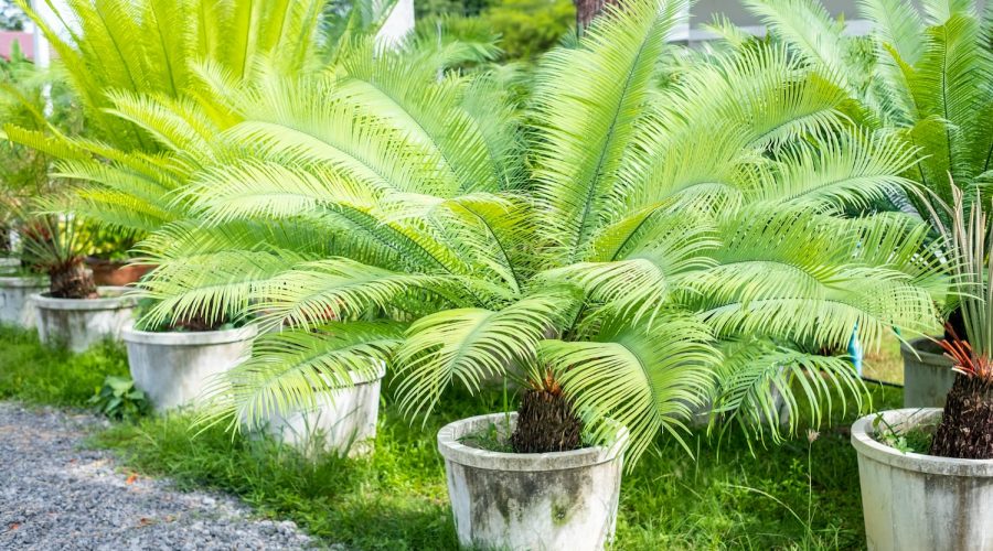 sago-palm sago-palm